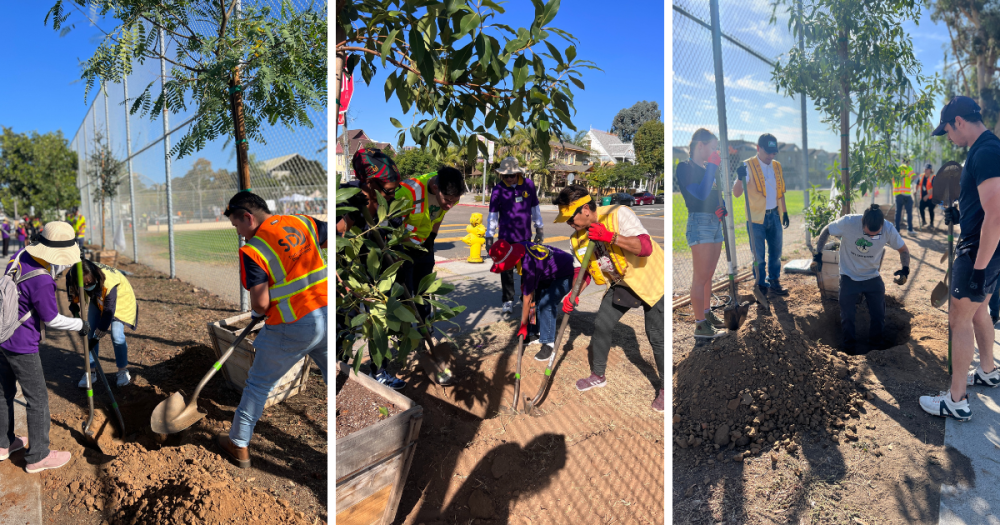 groups of people planting trees