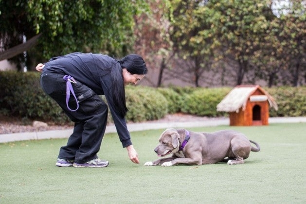 Person training dog at park