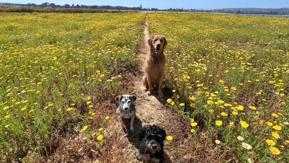 Dogs at play on Fiesta Island