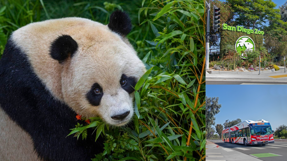 image of panda, san diego zoo entrance sign and mts bus