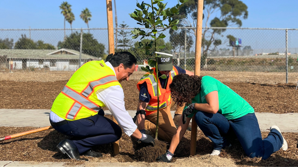 tree planting