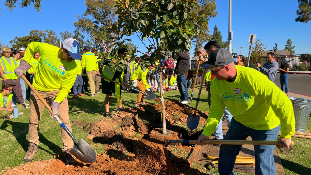 tree planting volunteers