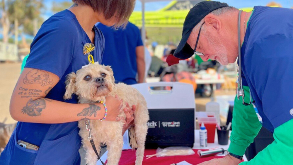 dog getting vet care