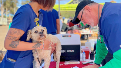 dog getting vet care