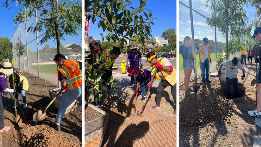 groups of people planting trees