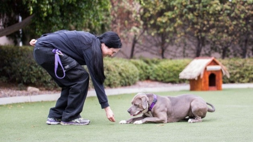 Person training dog at park