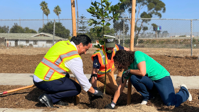 tree planting